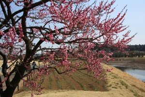 kairakuen 021
