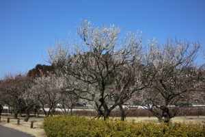 kairakuen 025