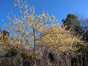 kamakita 018
