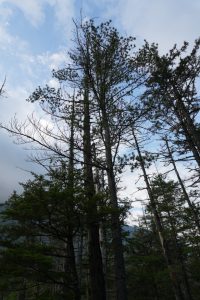 kamikochi 024