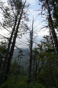 kamikochi 026