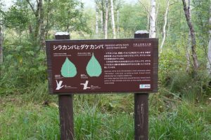 kamikochi 043