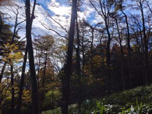 kamon 026
