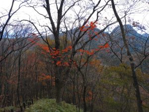 kamon 037