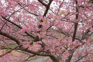 kawazu 001
