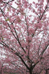 kawazu 003