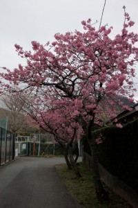 kawazu 004