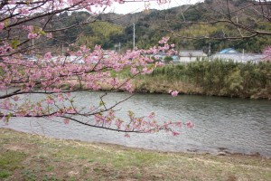 kawazu 006