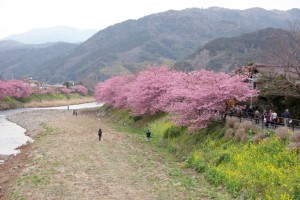 kawazu 007