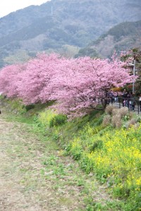 kawazu 008