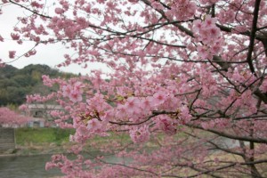 kawazu 009