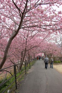 kawazu 011