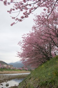 kawazu 012