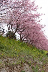 kawazu 013