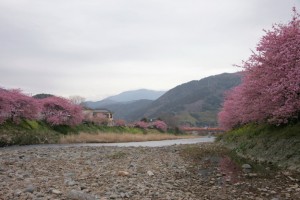 kawazu 015