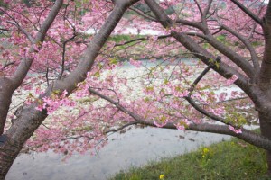 kawazu 016