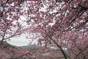 kawazu 017
