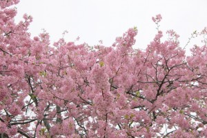 kawazu 018