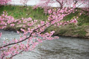 kawazu 019