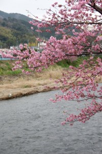 kawazu 020