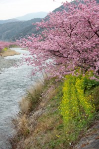 kawazu 021