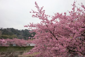 kawazu 023