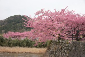 kawazu 026