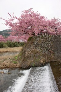 kawazu 027
