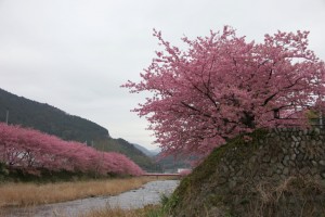 kawazu 028