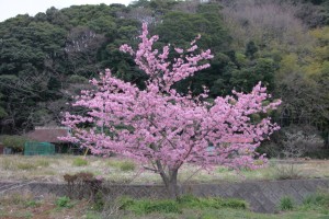 kawazu 029