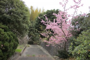 kawazu 031