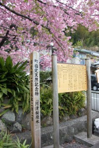 kawazu 032