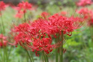 巾着田の曼珠沙華群生（１／２）