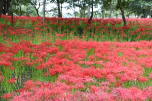 巾着田の曼珠沙華２０１７