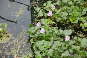 ishiyama0005