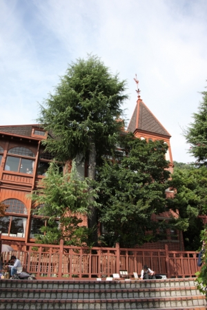 yamagawa0014