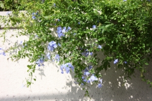 yamagawa0025