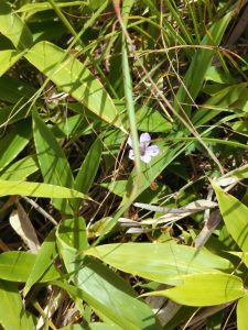 kirigamine 033