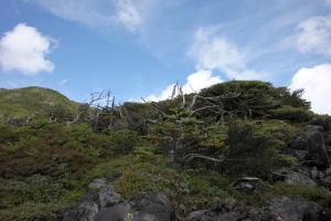縞枯れの山（１／２）
