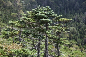 kitayokodake 043