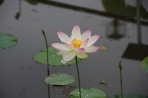 kodai 001
