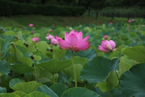 kodai 010