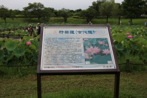 kodai 012