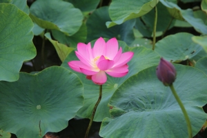 kodai 017