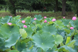 kodai 019