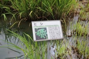 kodai 028