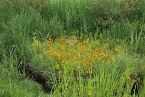 kodai 034