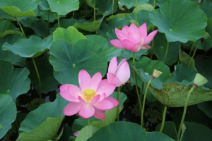 kodai 036