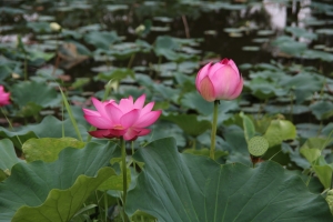 kodai 041