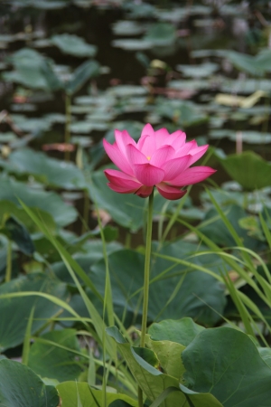 kodai 042